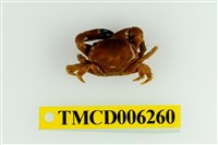 藏品(光滑綠蟹)的圖片